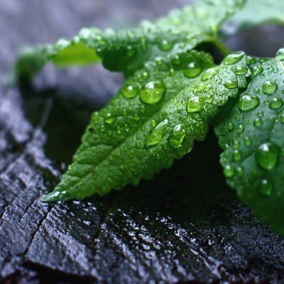 freshminty1's profile picture. love our minty and fresh! Also posting monthly science