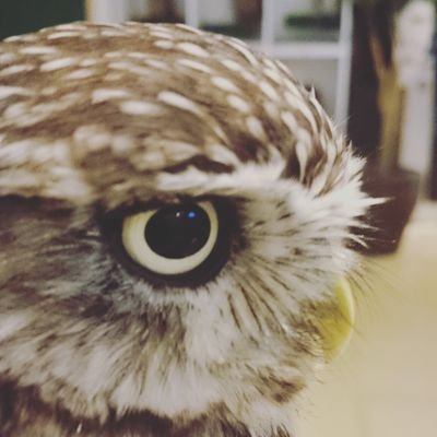 Okoji ブチハイエナは丸い耳と斑がかわいい シマハイエナは尖った耳と縞がかわいい ハイエナ地位向上委員会 Crocutacrocuta Hyaenahyaena 千葉市動物公園 羽村市動物公園
