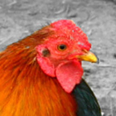 incuvest's profile image