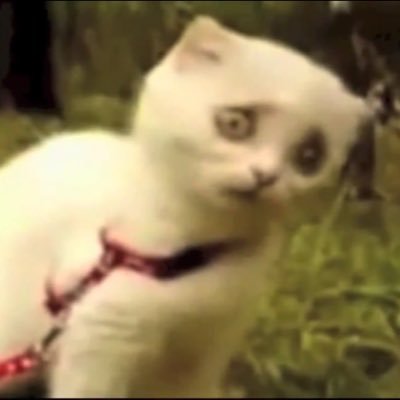 miku_ninniso's profile picture. よく噛んで食べ……あっ……♡