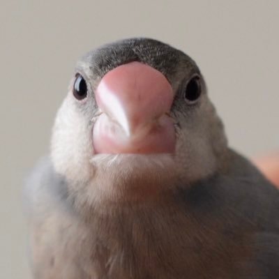 文鳥が好きです。野鳥も好きです。