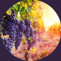 Eunice Chiweshe Goldstein Winery(@EuniceWinery) 's Twitter Profile Photo