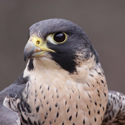 thePStauff's profile picture. Constitutional Conservative always pushing the left back.