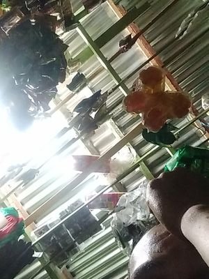 Nawu95534390's profile picture. e