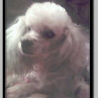 Lisa (@tugger1) 's Twitter Profile