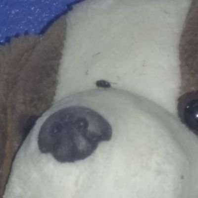 CarlosXCVI's profile picture. 