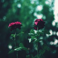 kanopy (@kanopybeats) 's Twitter Profile
