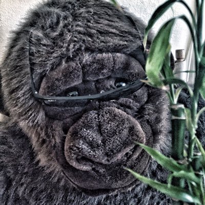Just another gorilla that loves cryptocurrency and chewing on bamboo shoots. #BTC #Bitcoin 🦍