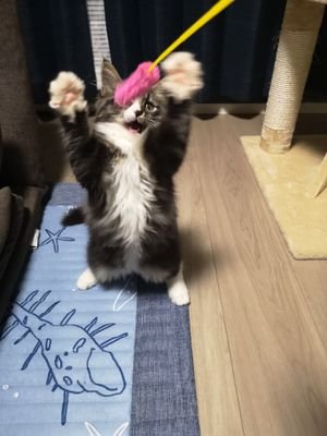 ai_mofumofu12's profile picture. ノルウェージャンフォレストキャットのアッシュくんと毎日奮闘中です。
2018年7月31日生まれの男の子です。
2024年5月生まれのつむぎちゃんが7月にお家にやってきました。
よろしくお願いします。
