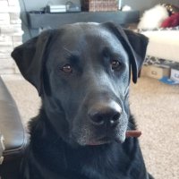 David Gratton (@grattondavid) 's Twitter Profile