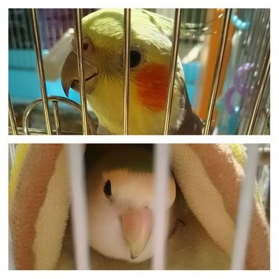 かるら Profile