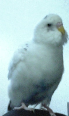 ショウ Profile