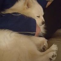 Clyde Dwight (@brudderclyde) 's Twitter Profile