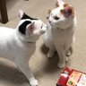 8o5JdtNlEExVh9f's profile picture. ちょっとしたことから、捨てられてた生まれたばかりの子猫を預かりましたが、今では癒されてます。動物を飼うのは初めてで、戸惑いながらも共に成長してるかな？ 子育てと同じです。
