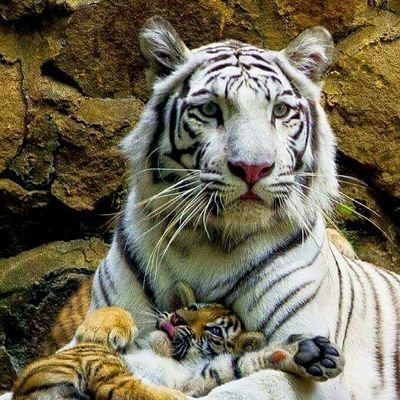 Hamba Hanya mengharapkan Ridho Mu Ya Allah, sungguh kasih mu tak berbatas, sayang mu tak bertepi, rahmat mu menyelimuti sekalian Alam