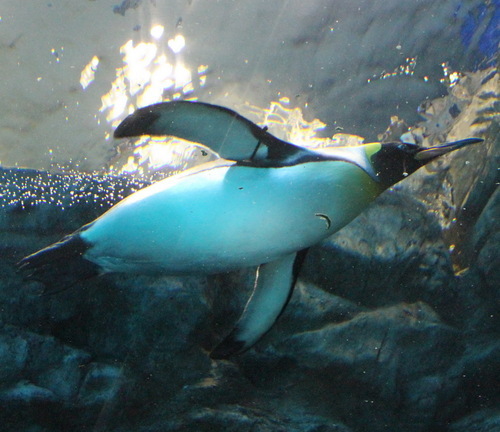 exaltatum's profile picture. 