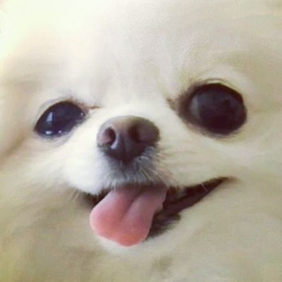 ちびポメあめしゃん 明日から9ヶ月目 体重は1090グラム 日々親ばか加速中 丈夫に育ってね ㅈ ポメラニアン 子犬 ティーカップポメラニアン