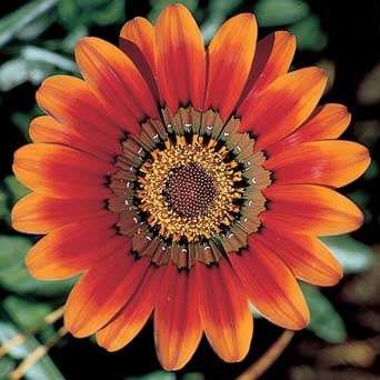 tariqul779's profile picture. 