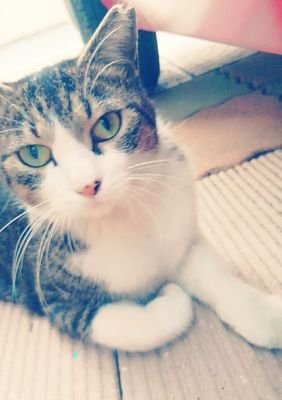 😍キンモクセイ🚻サトミツ&ザ･トイレッツ💩山田稔明さん🐱伊藤俊吾ファン(*≧ω≦)歌謡曲が好き🎵ネコが好き😸モノスゴク人見知りです😵よろしくお願いいたします😢
