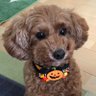 asd_mst_rin's profile picture. 阪神タイガース 競馬 宝塚歌劇