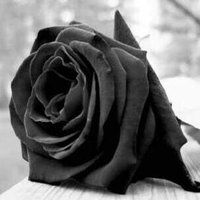 Maricarmen Alanis (@mcalanis) 's Twitter Profile