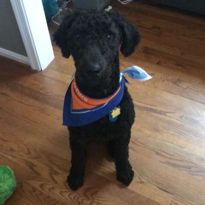 tpacheco92's profile picture. Tweets for fun