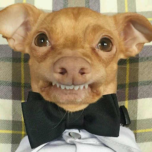 Peshchesh's profile picture. Исто и слично не е исто, слично е !!!