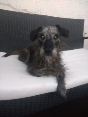 Hi, I'm Hexe, German for witch. I'm a female Dachshund-Terrier hybrid. I'm 15 years old, I'm blind, have cancer and diabetes, but frankly, I feel great!