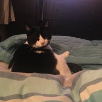 Pickles 💚🤍💜 (@picklescat72) 's Twitter Profile Photo Pickles 💚🤍💜 (@picklescat72) 's Twitter Profile Photo