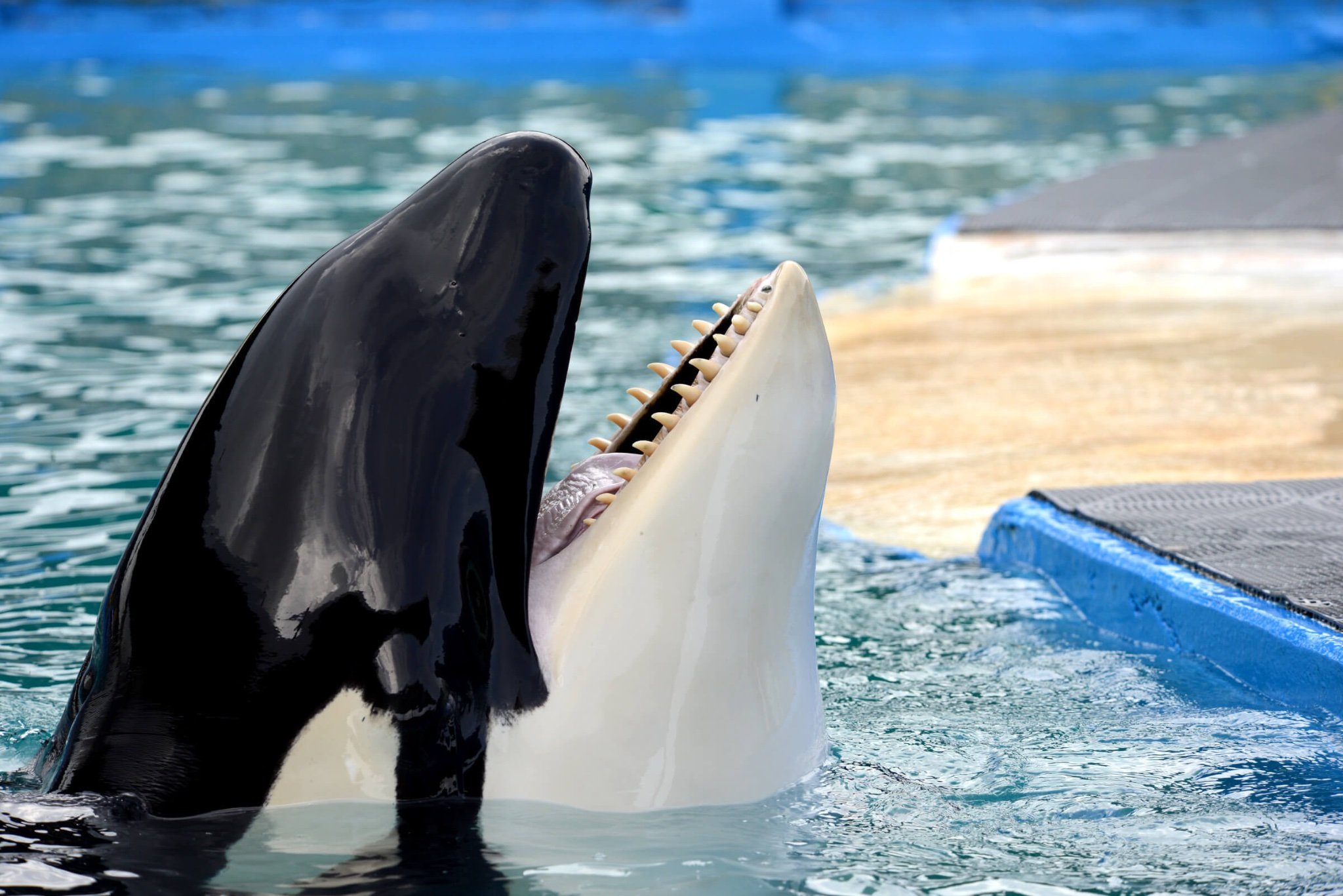 Save Lolita is a movement to remove a lonely orca named Lolita from an unhealthy and un-safe environment. Let's get her the space and rehab she needs!