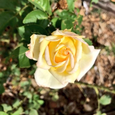 pbor67's profile picture. NO KINGS DAY!!! 💙💙💙Very Happily married 💙Mom💙G-ma💙 ABSOLUTELY NO DMS!💙💙We must elect more democrats if we want a better future for America 💙MKD 💙