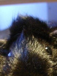 real_h3nNi's profile picture. Profiler⸮, Entwickler und Tester