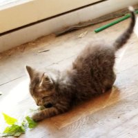 ☕Moar Coffee☕ (@coffeeconfessor) 's Twitter Profile