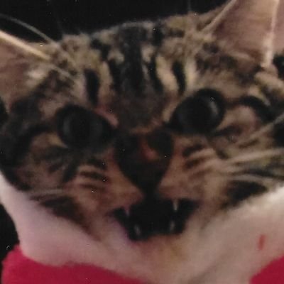Hockey and anime/video game tweets | My cat hates wearing Christmas clothes | Mecha is my passion | I like ero stuff, get bent | SEED Destiny did nothing wrong