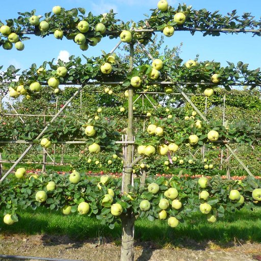 Gartenliebhaberin

***loves gardens***