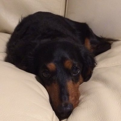 mokutananiki's profile picture. 馬面ニキ