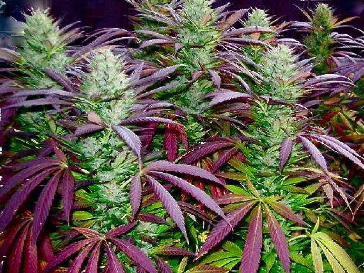 Redding Cannabis Connection Blog
https://t.co/S1sYg9DN0I
Redding Cannabis Facebook Page
https://t.co/uLB1lRyjBI
We explore Marijuana from Shasta, Humboldt, Chico...