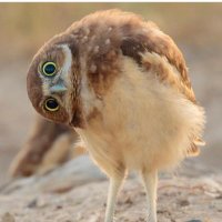 Stephanie Denning (@stephdenning) 's Twitter Profile