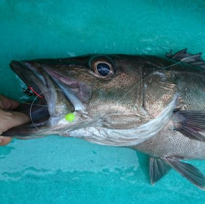 料理と沖釣り食べ歩きが趣味。 カモシ釣り～1000メートルのベニアコウまで幅広くやっとります。南房～外房が好きです。