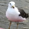 konamikan_q's profile picture. TQR/QBB/THX