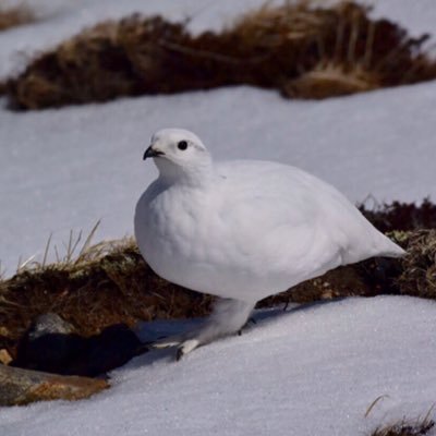 主に野鳥を見ている40代。国内LL457。可愛い生き物が大好き。鳥の写真の転載はやめてください。 中華、タイ、国内BLもみます。無言フォロー失礼します。