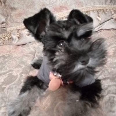 BenJazzVIP1's profile picture. WEXY 1520 AM mascot, animal actor and service animal