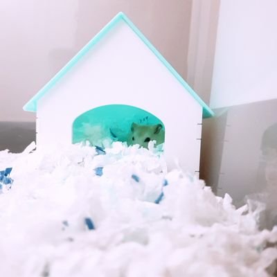 moccistory_twt's profile picture. 