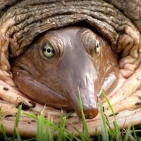 Quisling McConnell (@quislingm) 's Twitter Profile