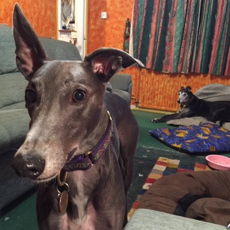 Narrowboats, greyhounds, singing and chocolate - the recipe for a contented life...