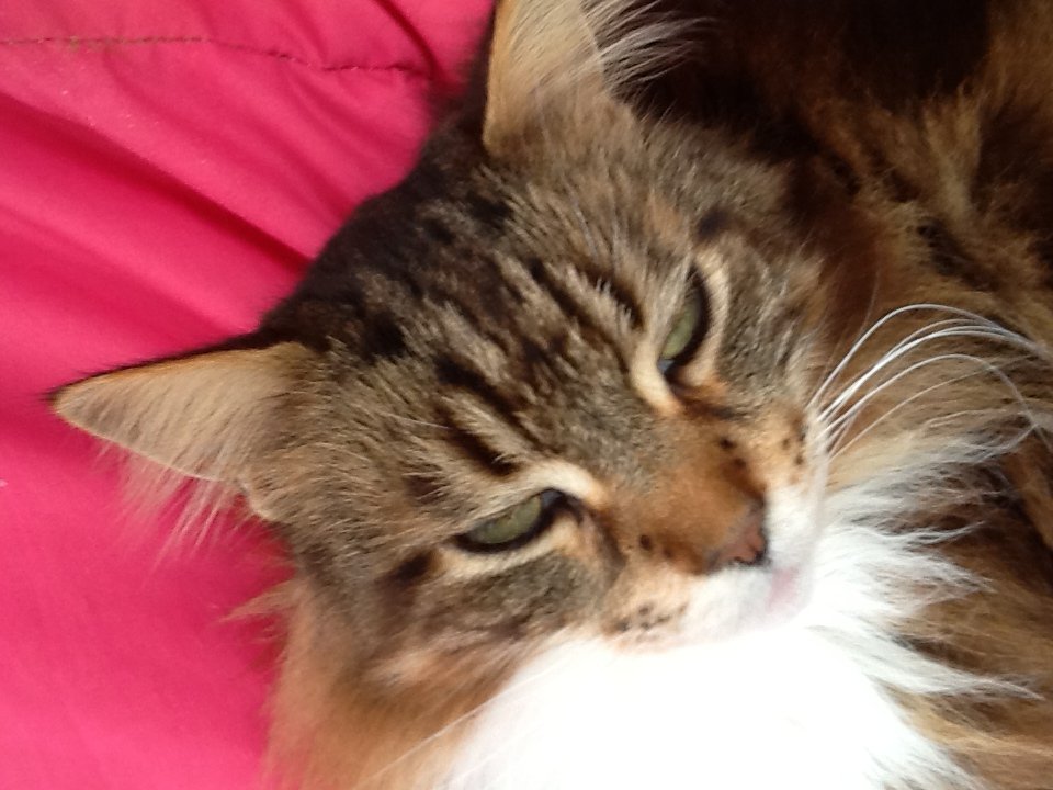 puddingcustard4's profile picture. Pudding 🎂15.7.15 Custard 🎂 12.5.15. The Black & White Maine Coons...The cat with the Tail on end.🐱Warwickshire UK.