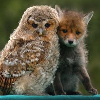 🐶Nature is beautiful🐥 (@shockingnature) 's Twitter Profile