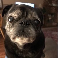 Black Pugs 🇺🇸🇺🇸🇺🇸(@jimlizmanon) 's Twitter Profile Photo