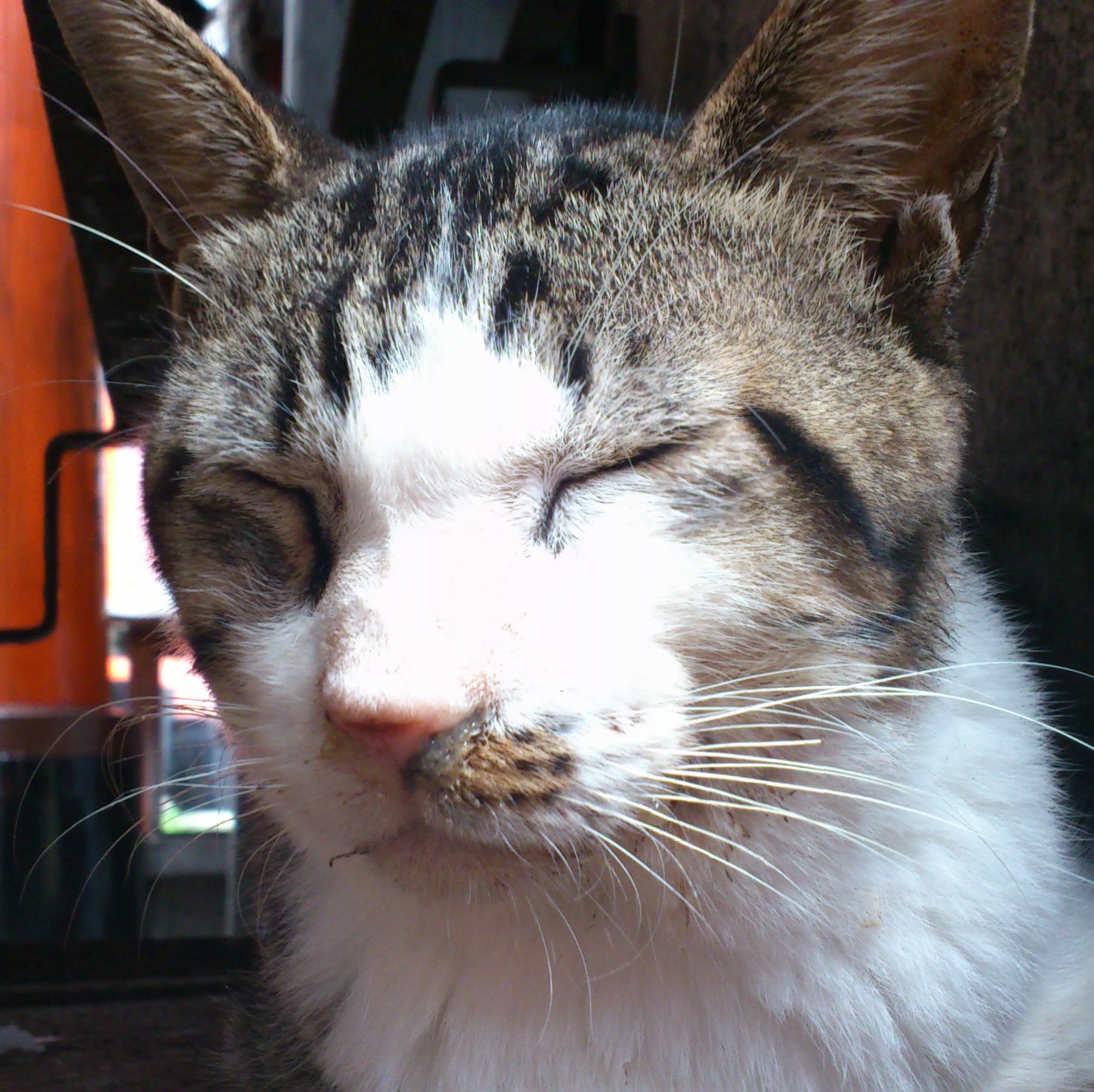 福岡の猫好きウェブエンジニア。
家のこととか子どものことが最近メイン