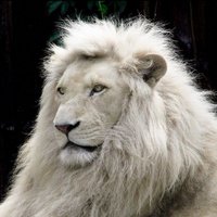 神秘的な生物・希少生物 -albino- (@albino_creatur) Twitter profile photo